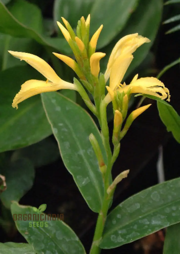 Cautleya Gracilis Flower Seeds  for Planting,  Premium Quality Seeds for Gardening - Image 7