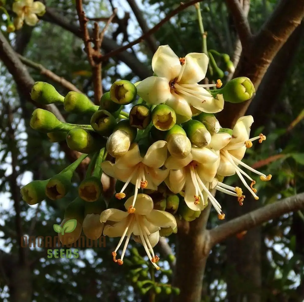 Ceiba Pentandra Flower Seeds for Planting, Premium Garden Seeds for Stunning Blooms - Image 6