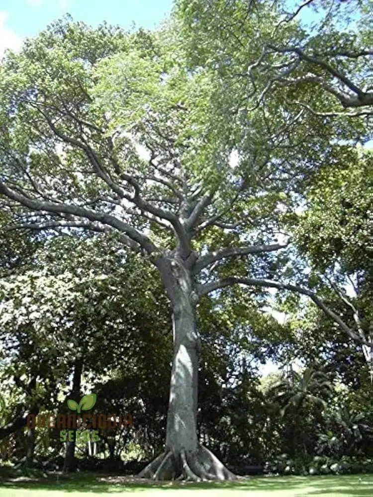 Ceiba Pentandra Seeds – Kapok Tree (100 pcs)