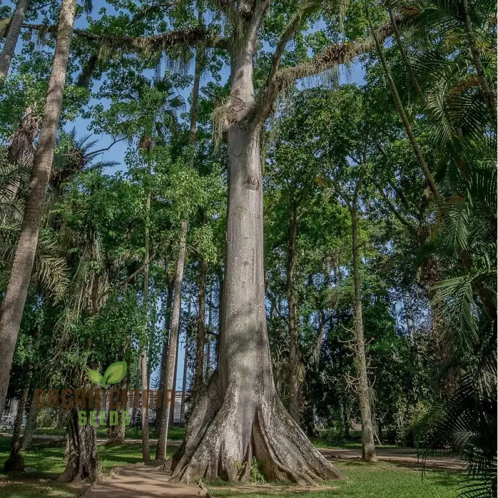 Ceiba Pentandra Seeds – Kapok Tree (100 pcs) - Image 2