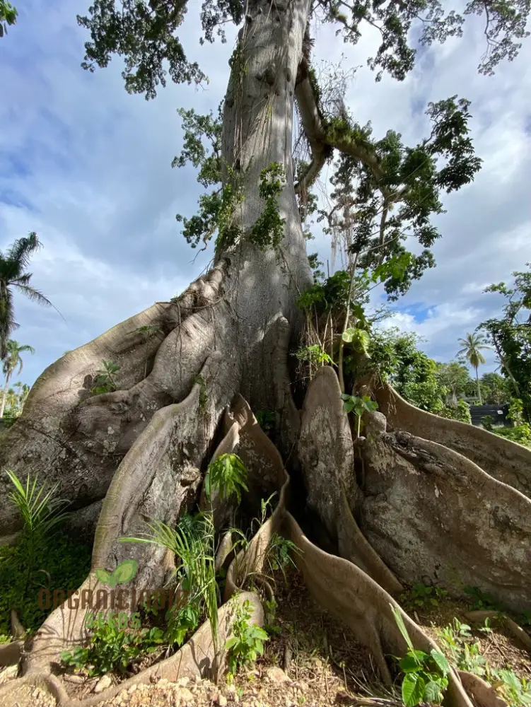 Ceiba Pentandra Seeds – Kapok Tree (100 pcs) - Image 3