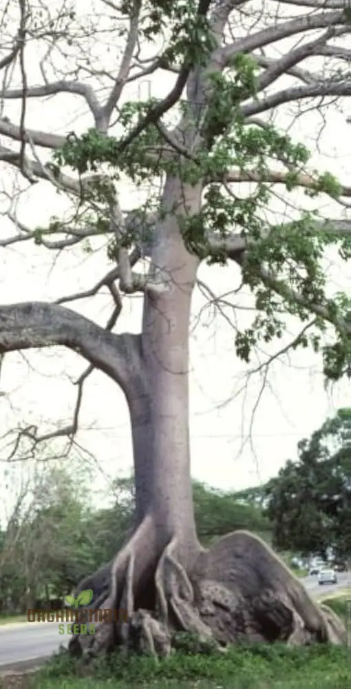 Ceiba Pentandra Seeds – Kapok Tree (100 pcs) - Image 5