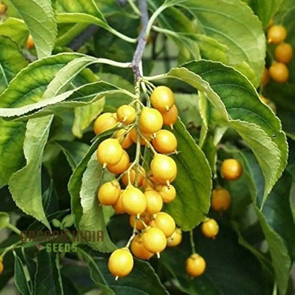 Celastrus Paniculatus Seeds for Planting