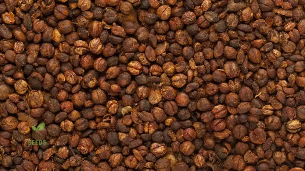 Celastrus Paniculatus Seeds for Planting - Image 2