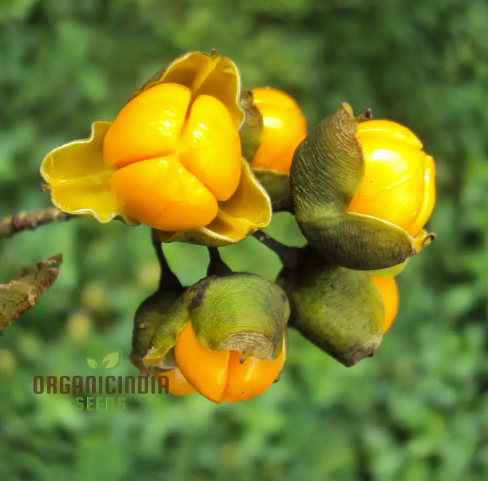 Celastrus Paniculatus Seeds for Planting - Image 3