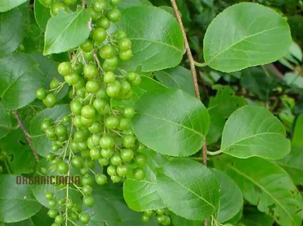 Celastrus Paniculatus Seeds for Planting - Image 4