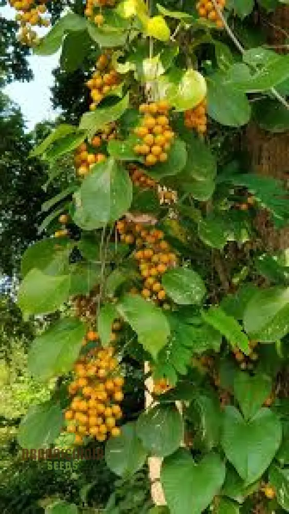 Celastrus Paniculatus Seeds for Planting - Image 5