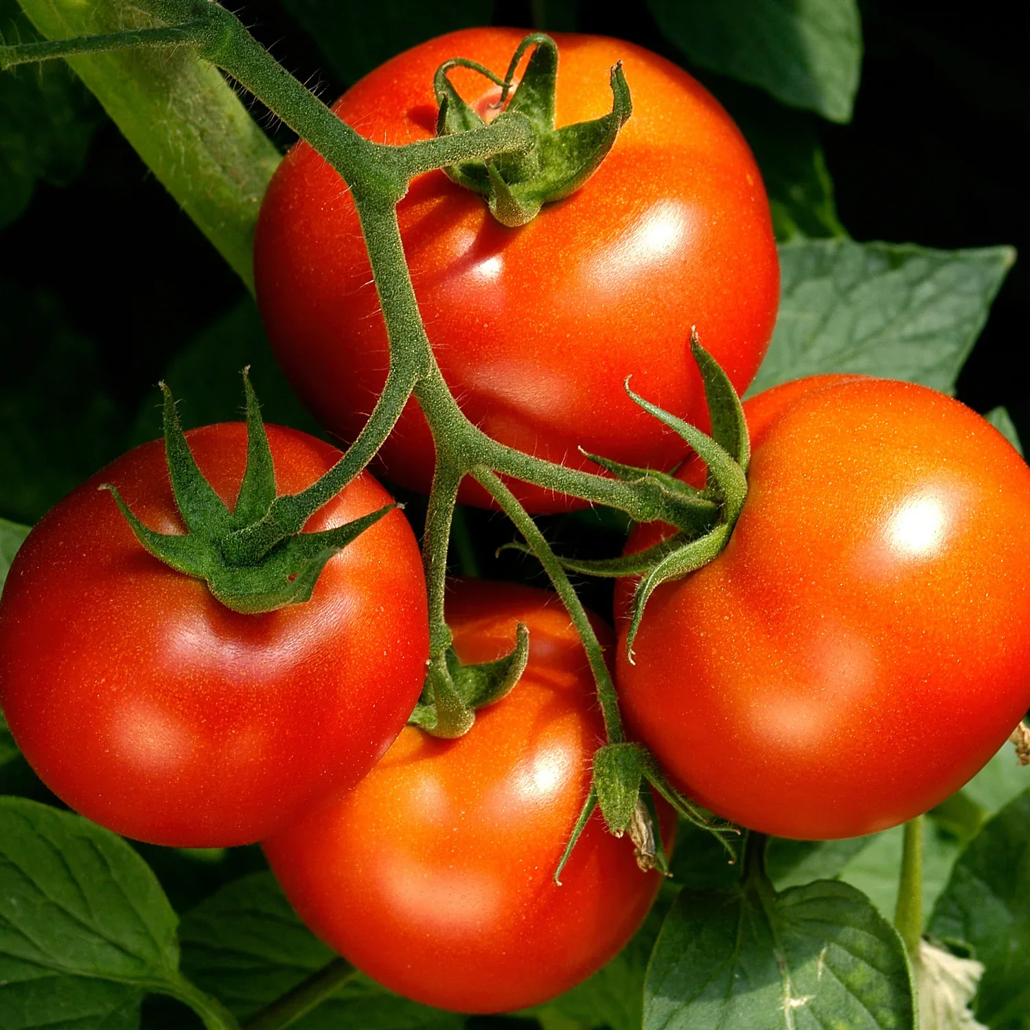 Celebrity Tomato Seeds – High-Yield, Disease-Resistant Hybrid for Juicy, Flavorful Harvests - Image 2