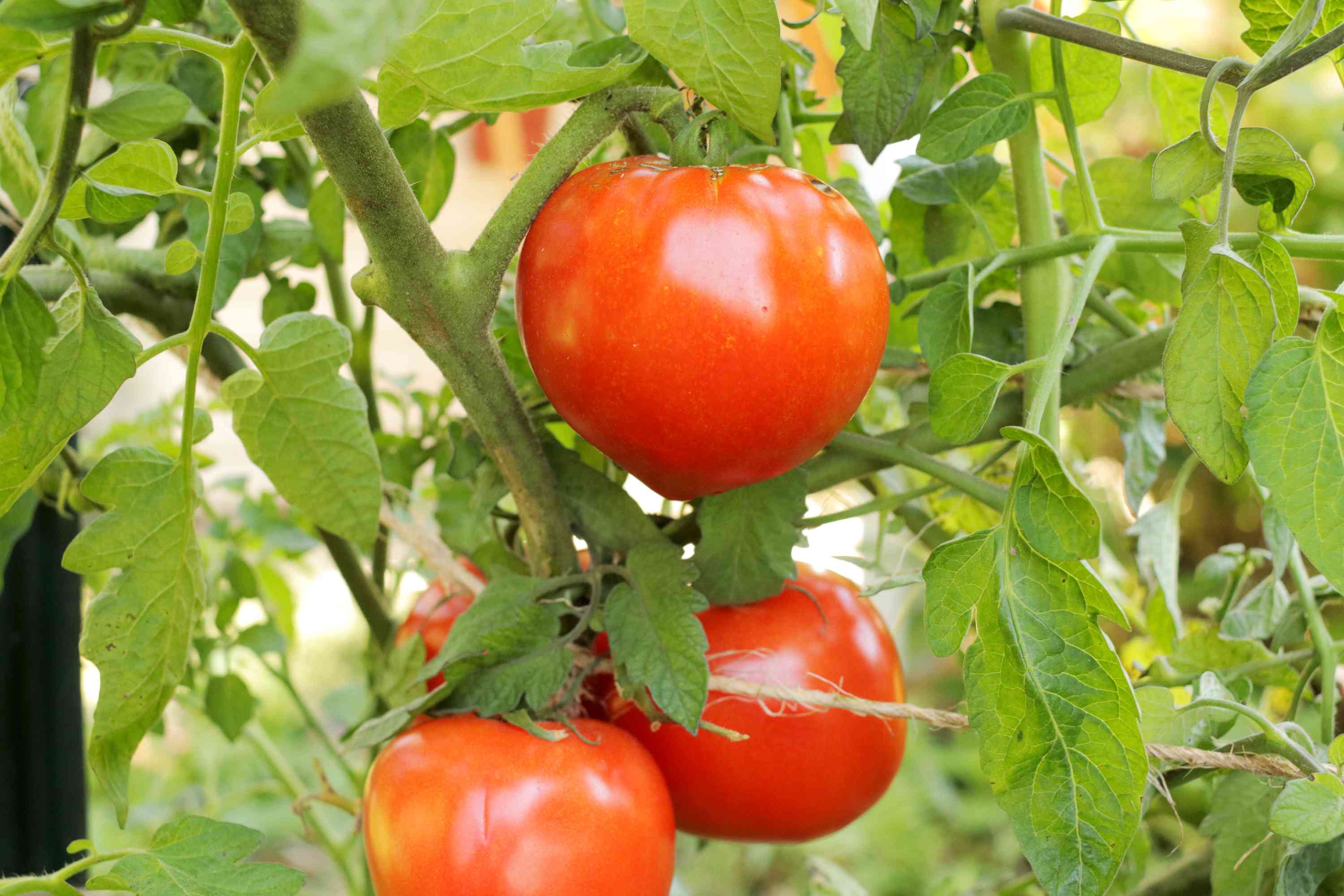 Celebrity Tomato Seeds – High-Yield, Disease-Resistant Hybrid for Juicy, Flavorful Harvests - Image 4