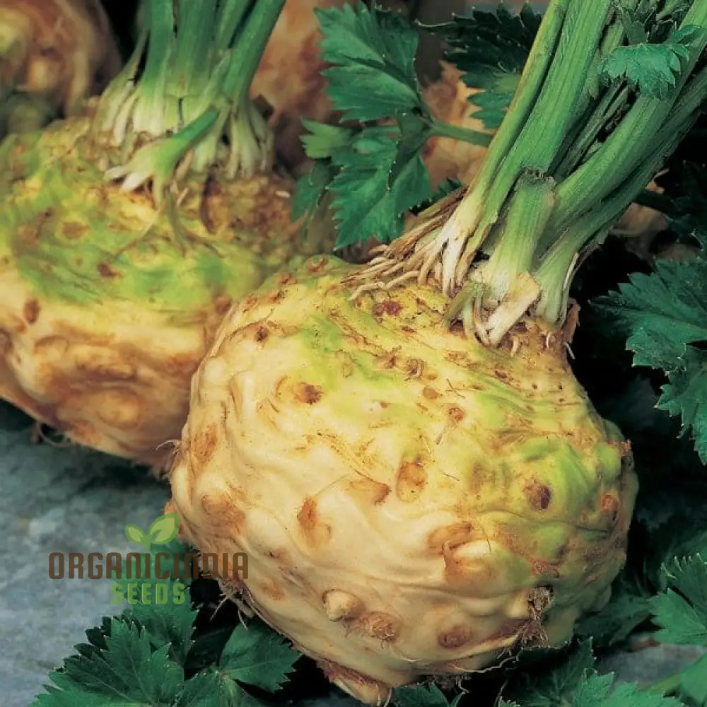 Celeriac Ilona F1 Seeds For Planting, Premium Vegetable Seeds for Growing High-Quality Celeriac with Rich Flavor