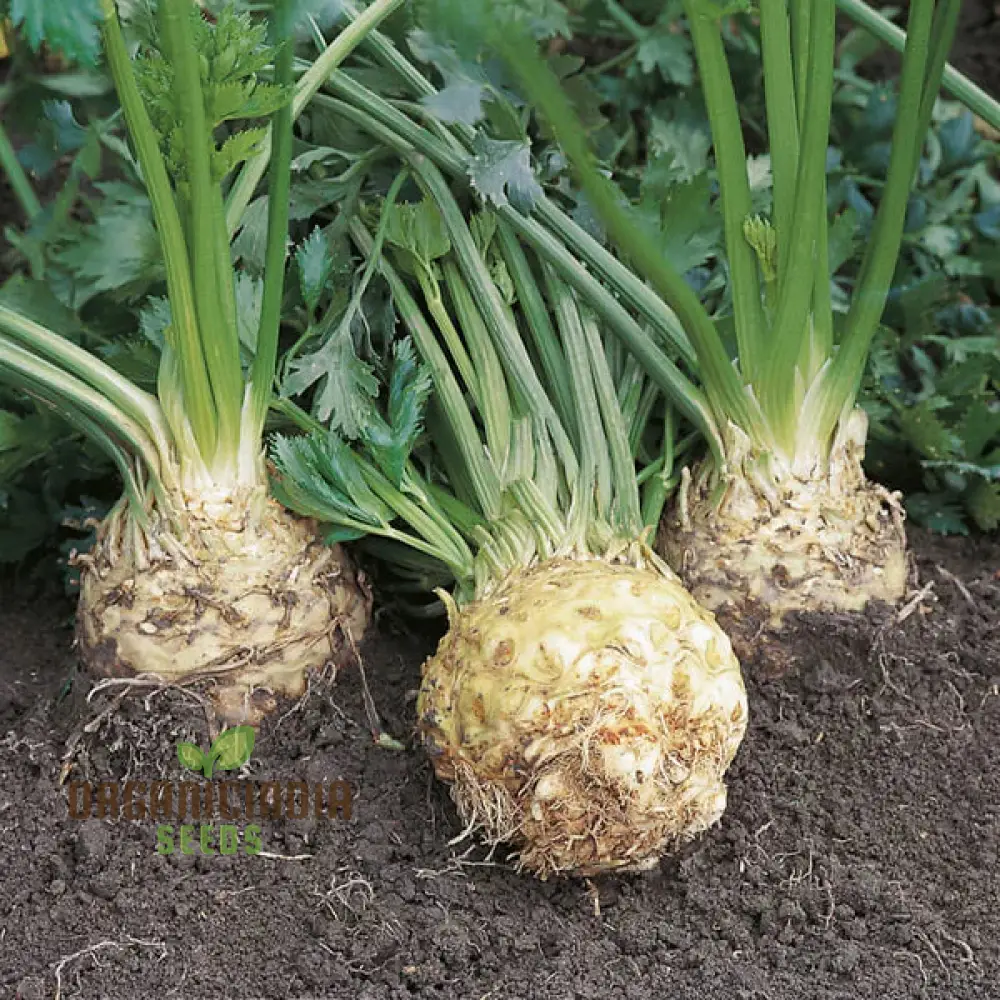 Celeriac Ilona F1 Seeds For Planting, Premium Vegetable Seeds for Growing High-Quality Celeriac with Rich Flavor - Image 3