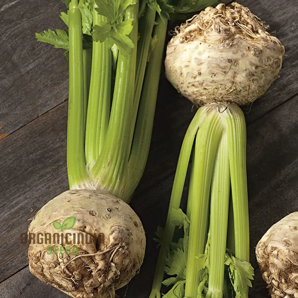 Celeriac Ilona F1 Seeds For Planting, Premium Vegetable Seeds for Growing High-Quality Celeriac with Rich Flavor - Image 4