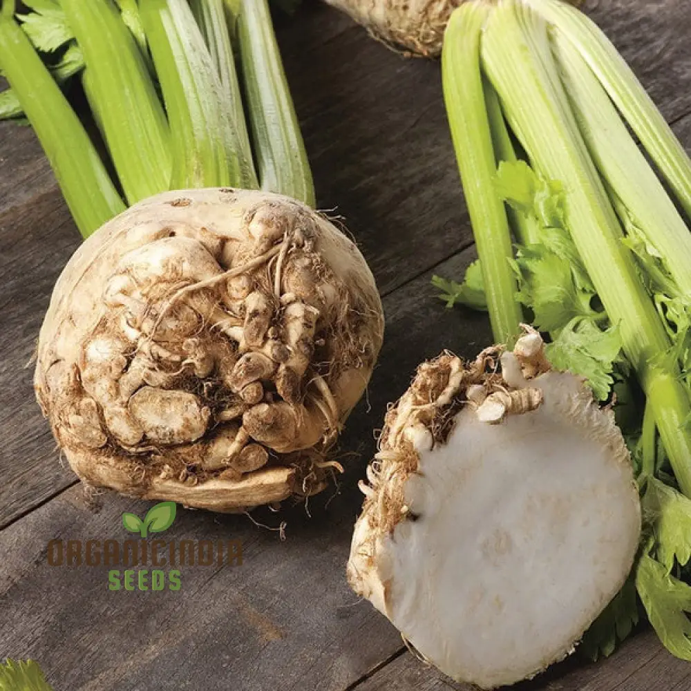 Celeriac Ilona F1 Seeds For Planting, Premium Vegetable Seeds for Growing High-Quality Celeriac with Rich Flavor - Image 5