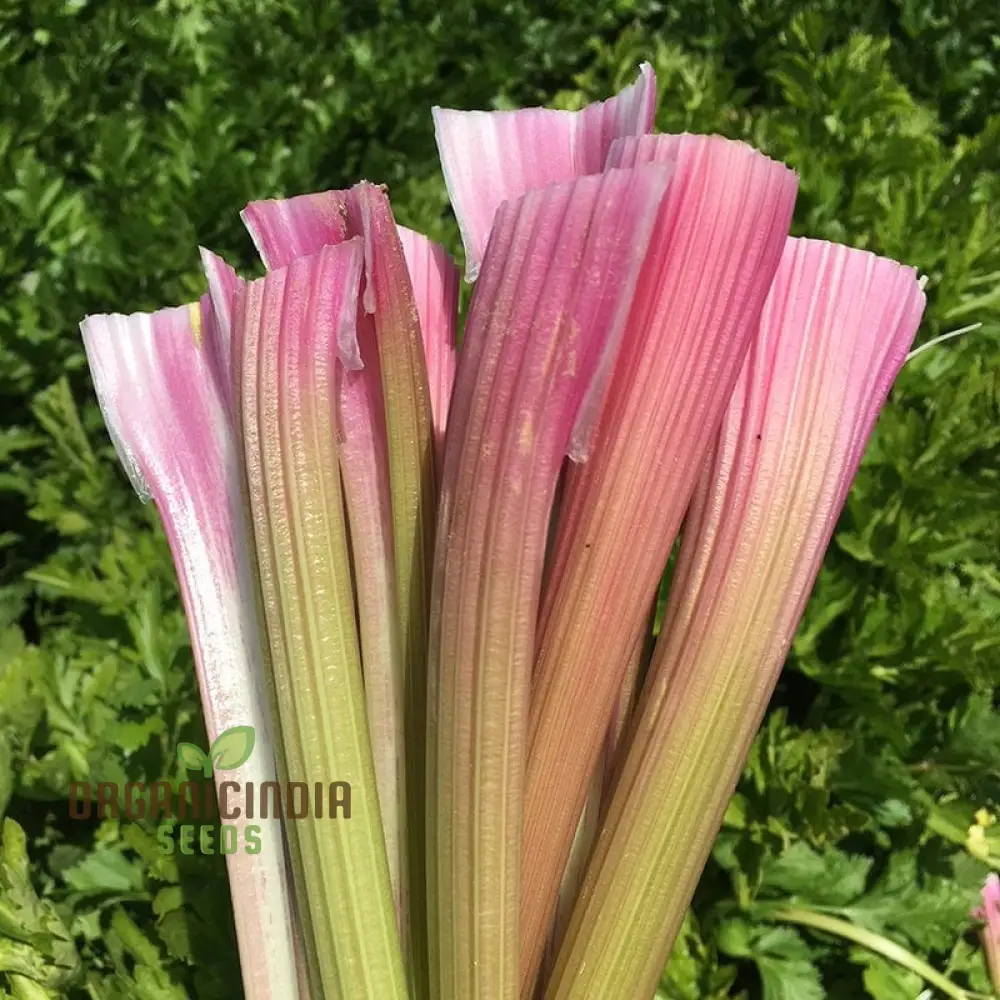Celery Pink Vegetable Seeds For Planting, Wild Big Celery Seeds for a Unique and Flavorful Vegetable Garden