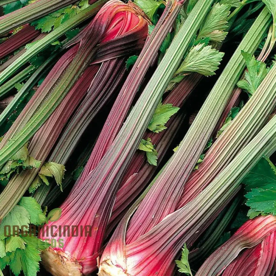 Celery Pink Vegetable Seeds For Planting, Wild Big Celery Seeds for a Unique and Flavorful Vegetable Garden - Image 3