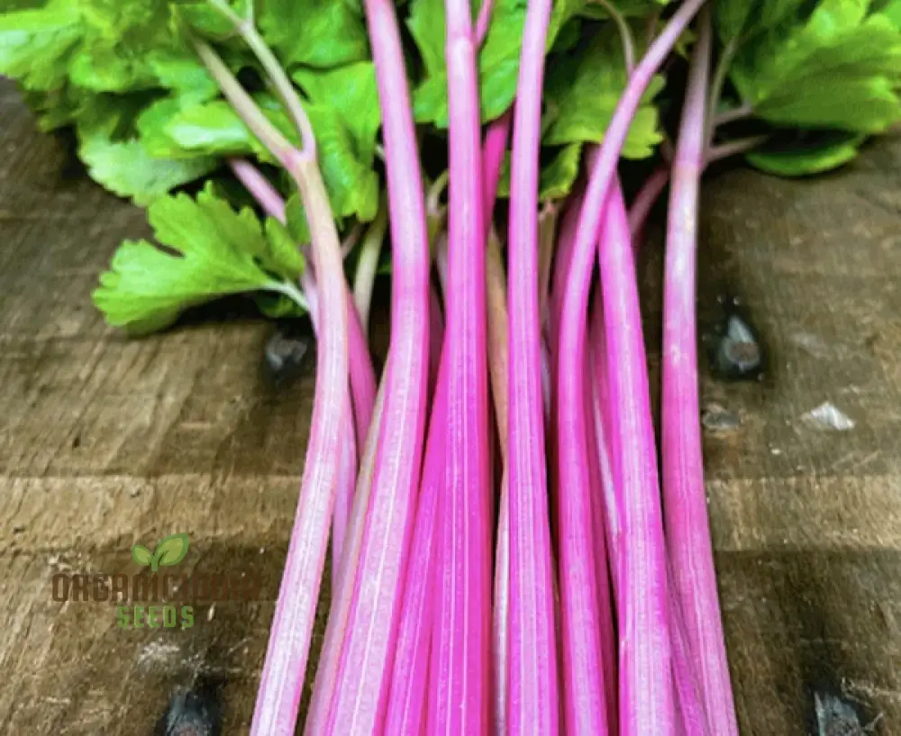 Celery Pink Vegetable Seeds For Planting, Wild Big Celery Seeds for a Unique and Flavorful Vegetable Garden - Image 4