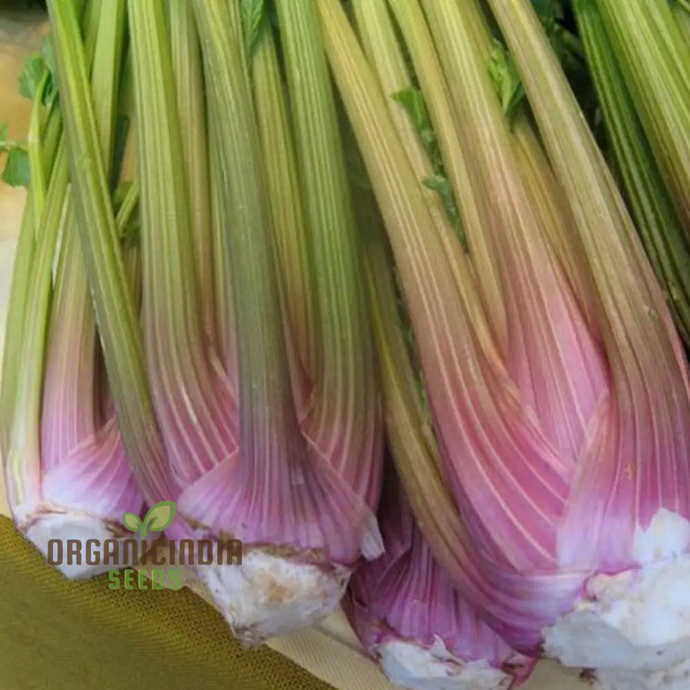 Celery Pink Vegetable Seeds For Planting, Wild Big Celery Seeds for a Unique and Flavorful Vegetable Garden - Image 5