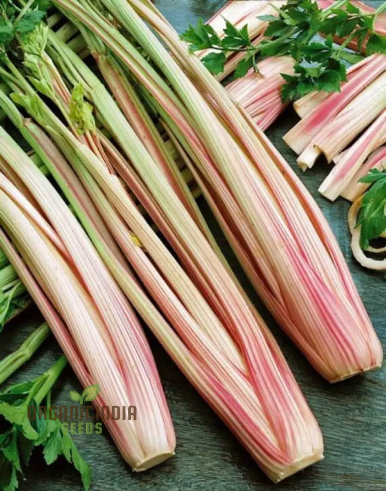 Celery Pink Vegetable Seeds For Planting, Wild Big Celery Seeds for a Unique and Flavorful Vegetable Garden - Image 6