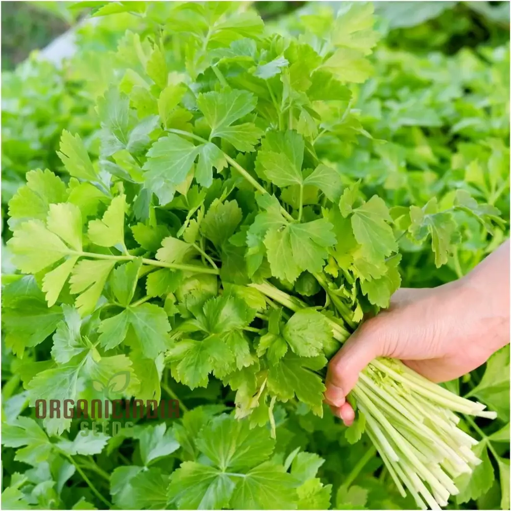 Celery Tender Crisp Seeds for Home Gardening | High-Quality Vegetable Seeds