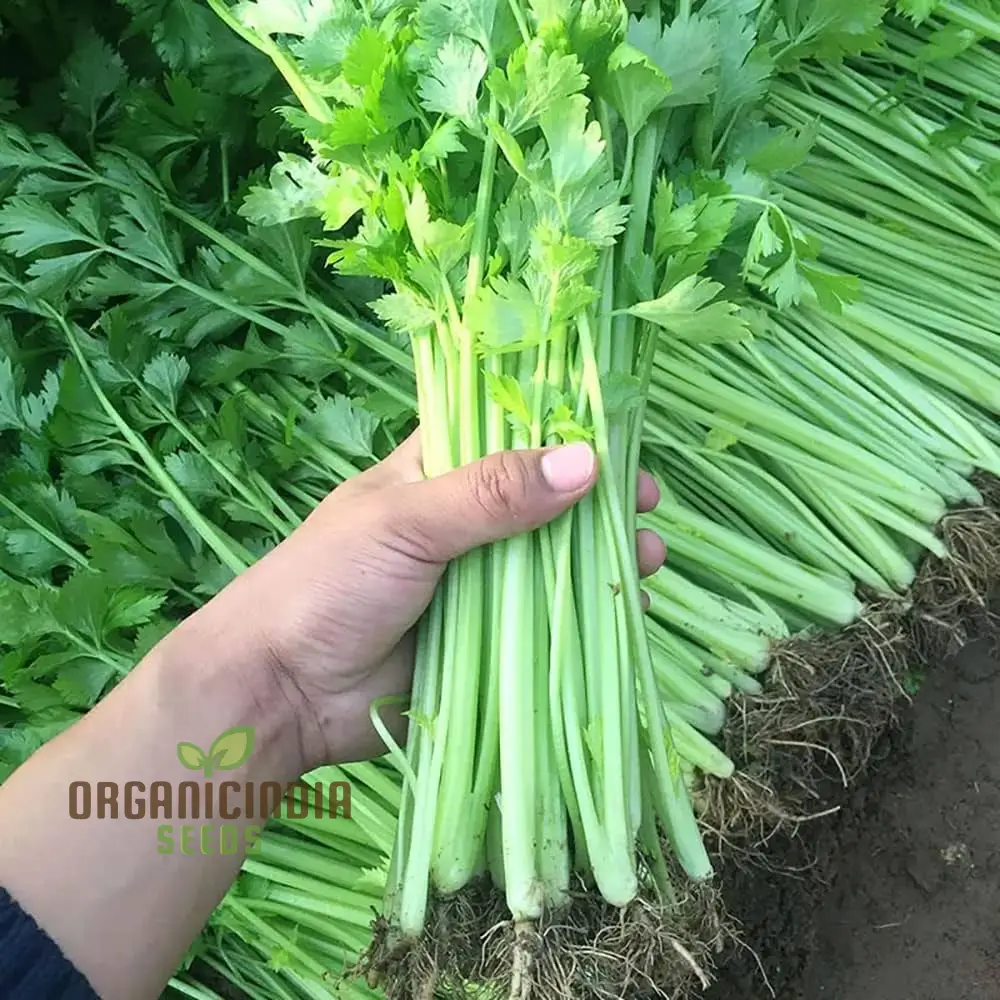 Celery Tender Crisp Seeds for Home Gardening | High-Quality Vegetable Seeds - Image 3