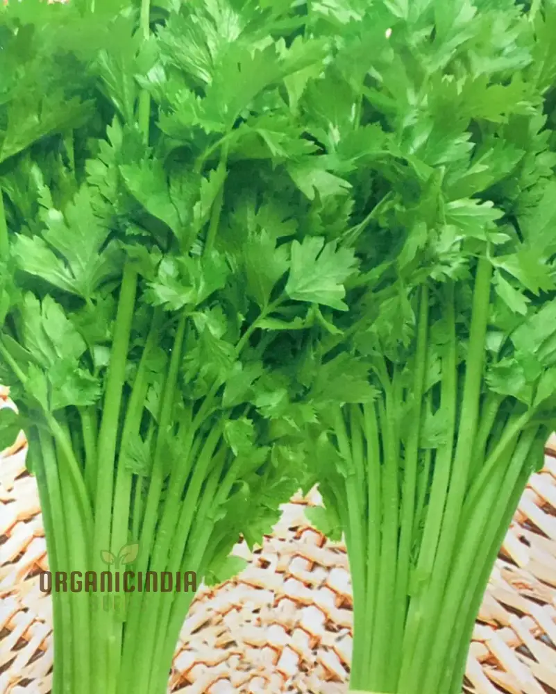 Celery Tender Crisp Seeds for Home Gardening | High-Quality Vegetable Seeds - Image 4