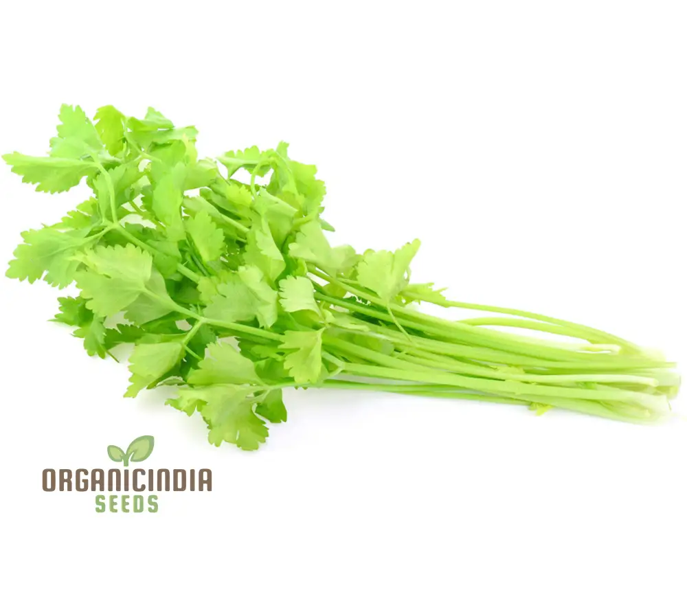 Celery Tender Crisp Seeds for Home Gardening | High-Quality Vegetable Seeds - Image 5