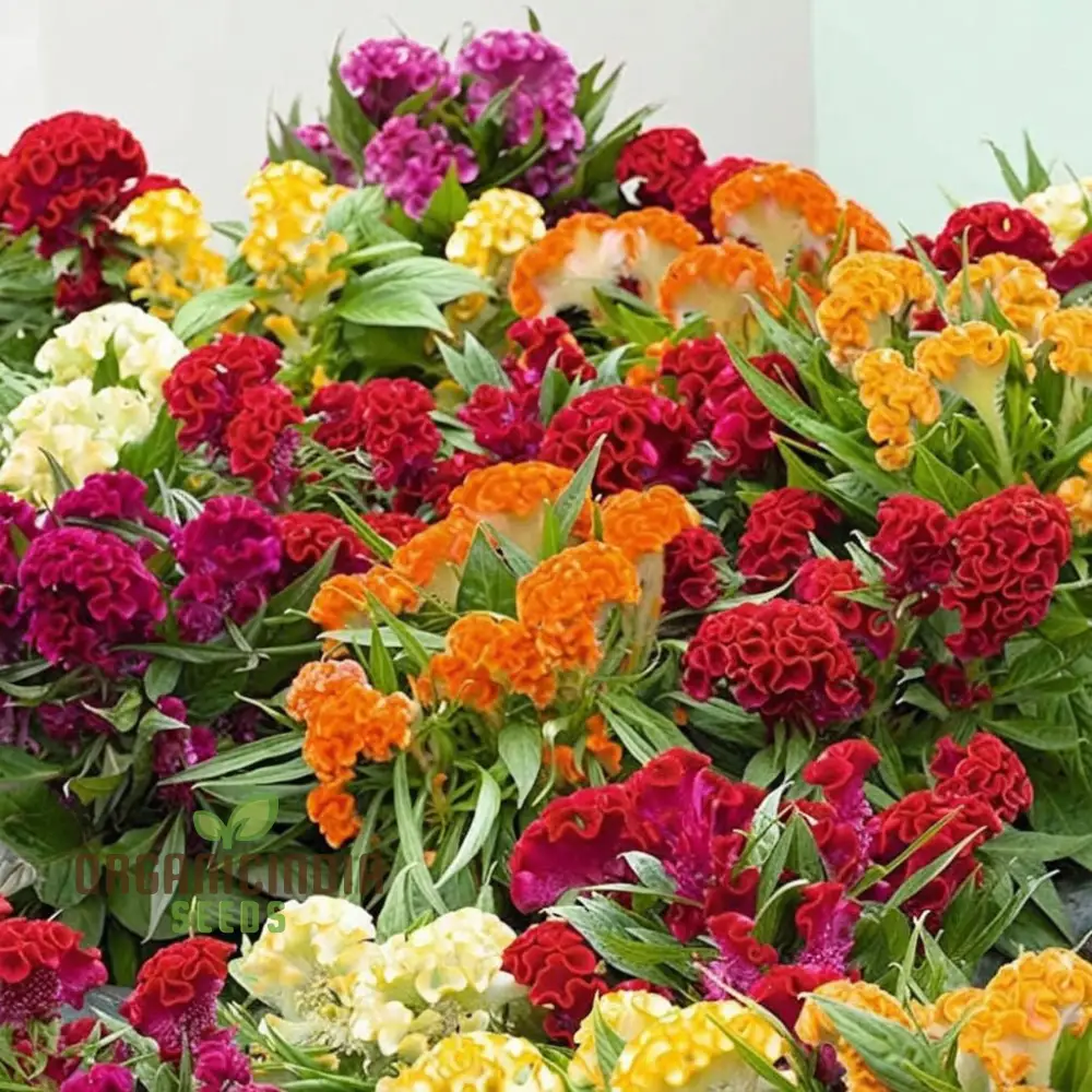 Celosia Cristata Mixed Flower Seeds,  Vibrant Colors, Easy to Grow, Perfect for Home Gardens