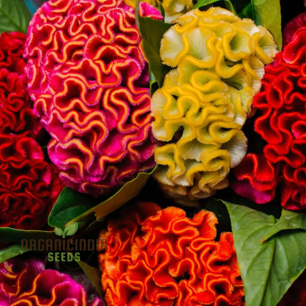 Celosia Cristata Mixed Flower Seeds,  Vibrant Colors, Easy to Grow, Perfect for Home Gardens - Image 6