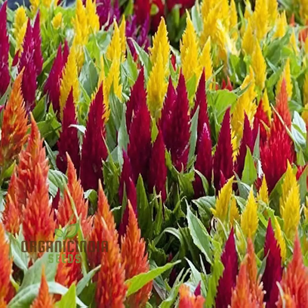 Celosia Plumosa Pampus Mixed Flower Seeds, Vibrant Colors, Long-Lasting Blooms, Ideal for Gardening