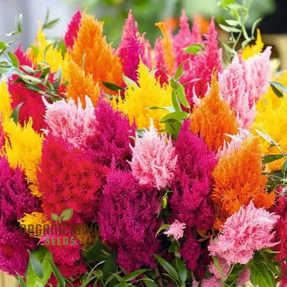 Celosia Plumosa Pampus Mixed Flower Seeds, Vibrant Colors, Long-Lasting Blooms, Ideal for Gardening - Image 3
