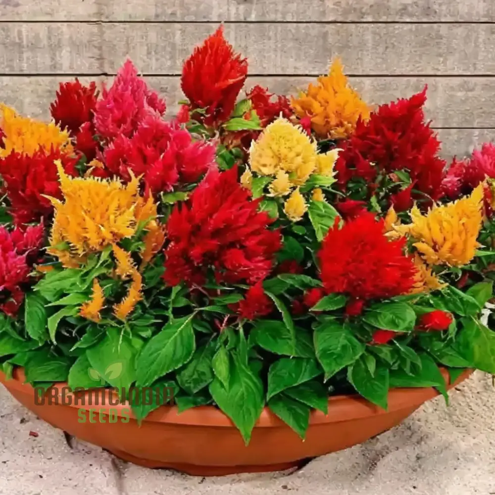 Celosia Plumosa Pampus Mixed Flower Seeds, Vibrant Colors, Long-Lasting Blooms, Ideal for Gardening - Image 4