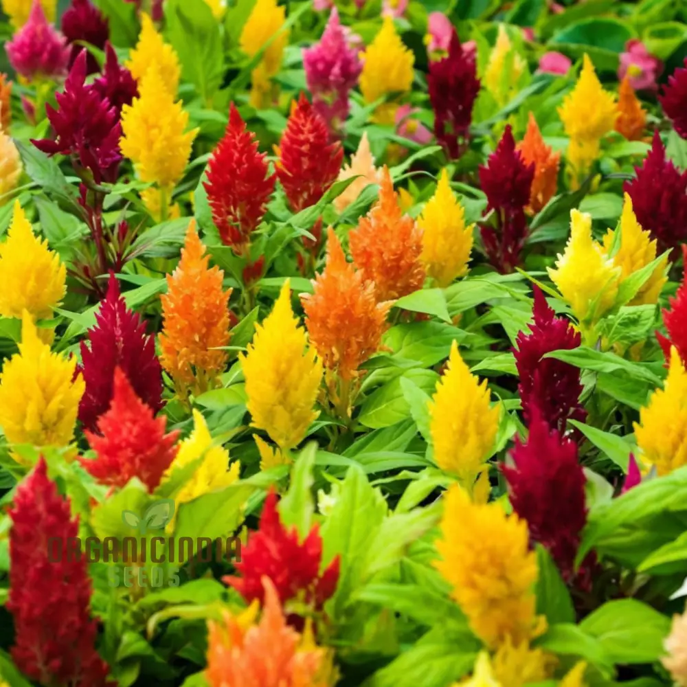 Celosia Plumosa Pampus Mixed Flower Seeds, Vibrant Colors, Long-Lasting Blooms, Ideal for Gardening - Image 5