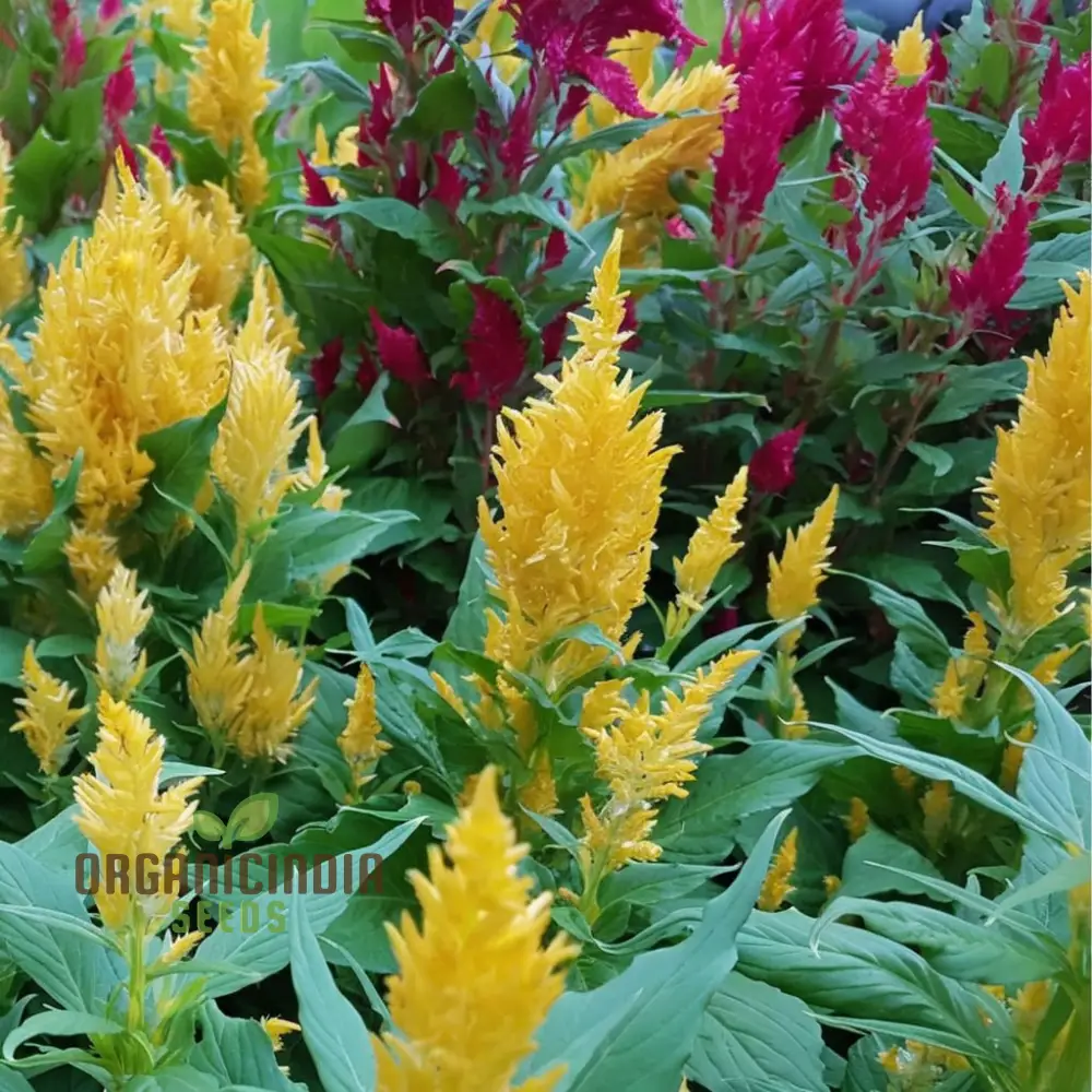 Celosia Plumosa Pampus Mixed Flower Seeds, Vibrant Colors, Long-Lasting Blooms, Ideal for Gardening - Image 6