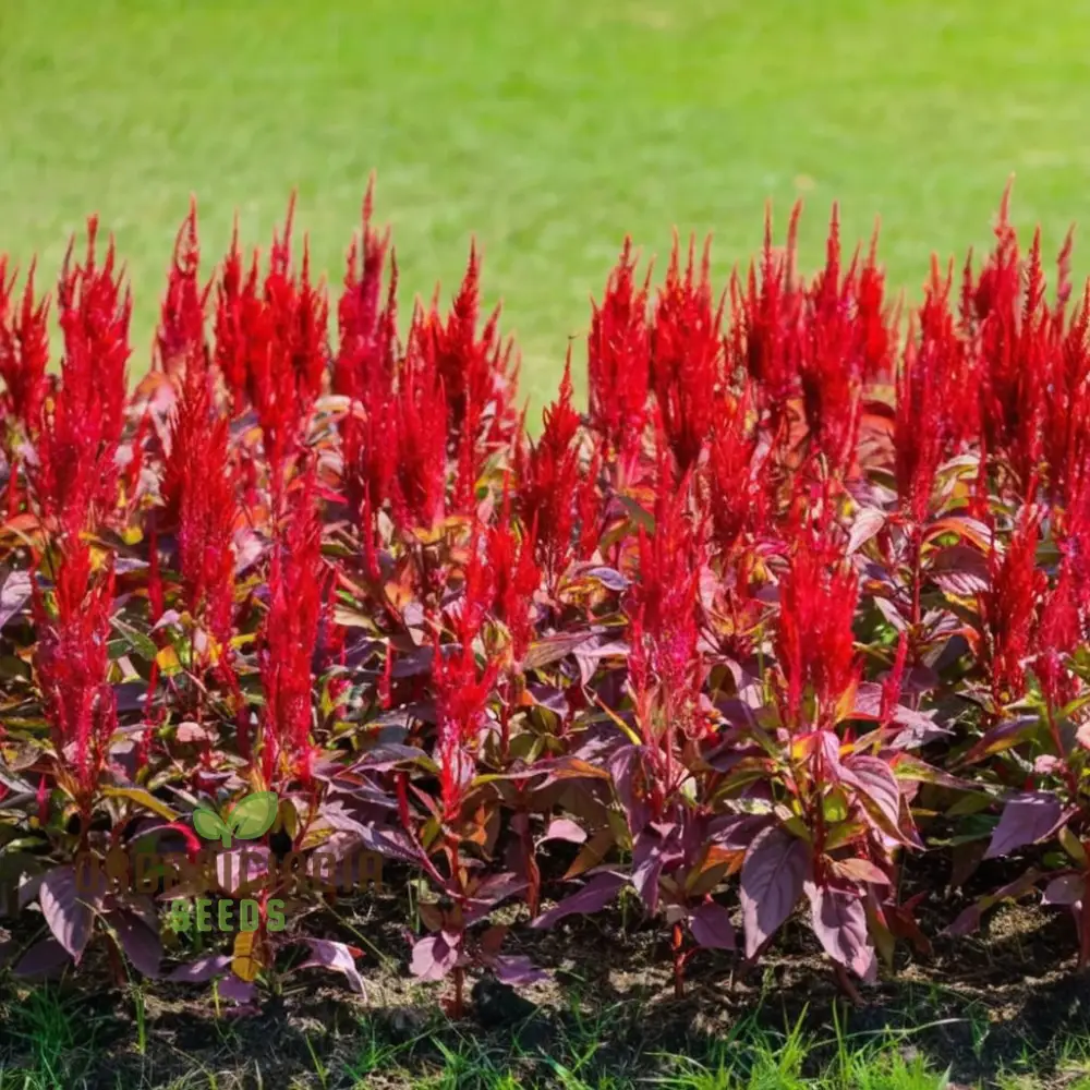 Celosia Red Fire Flower Seeds - Vibrant Blooms, Easy to Grow, Stunning Addition to Any Garden - Image 3