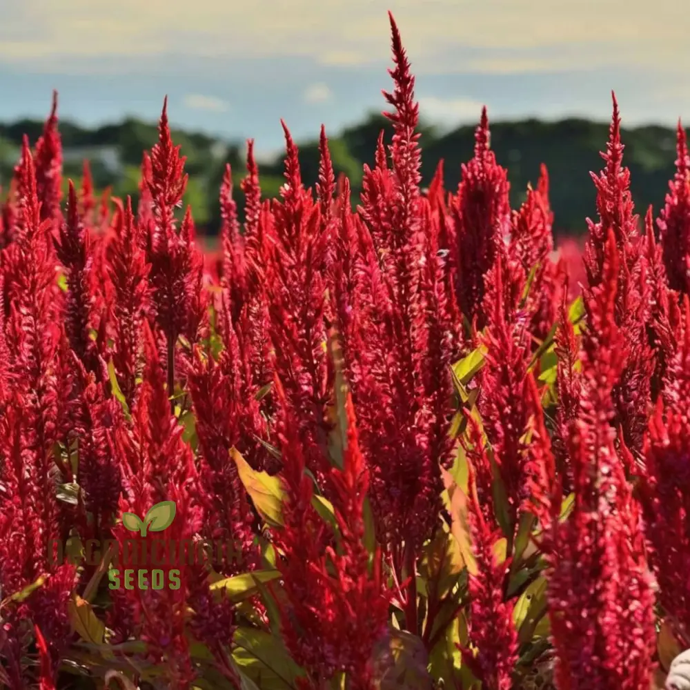 Celosia Red Fire Flower Seeds - Vibrant Blooms, Easy to Grow, Stunning Addition to Any Garden - Image 4