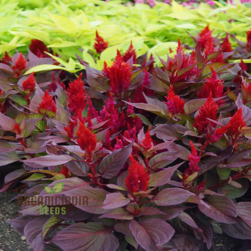 Celosia Red Fire Flower Seeds - Vibrant Blooms, Easy to Grow, Stunning Addition to Any Garden - Image 5