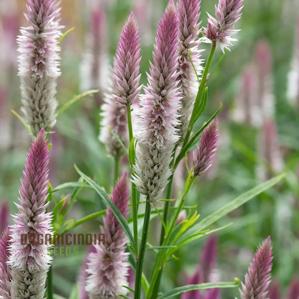 Celosia Spicata Sharon Seeds for Gardening - Vibrant Blooms for Your Garden, Ideal for Long-Lasting Color and Easy Growth