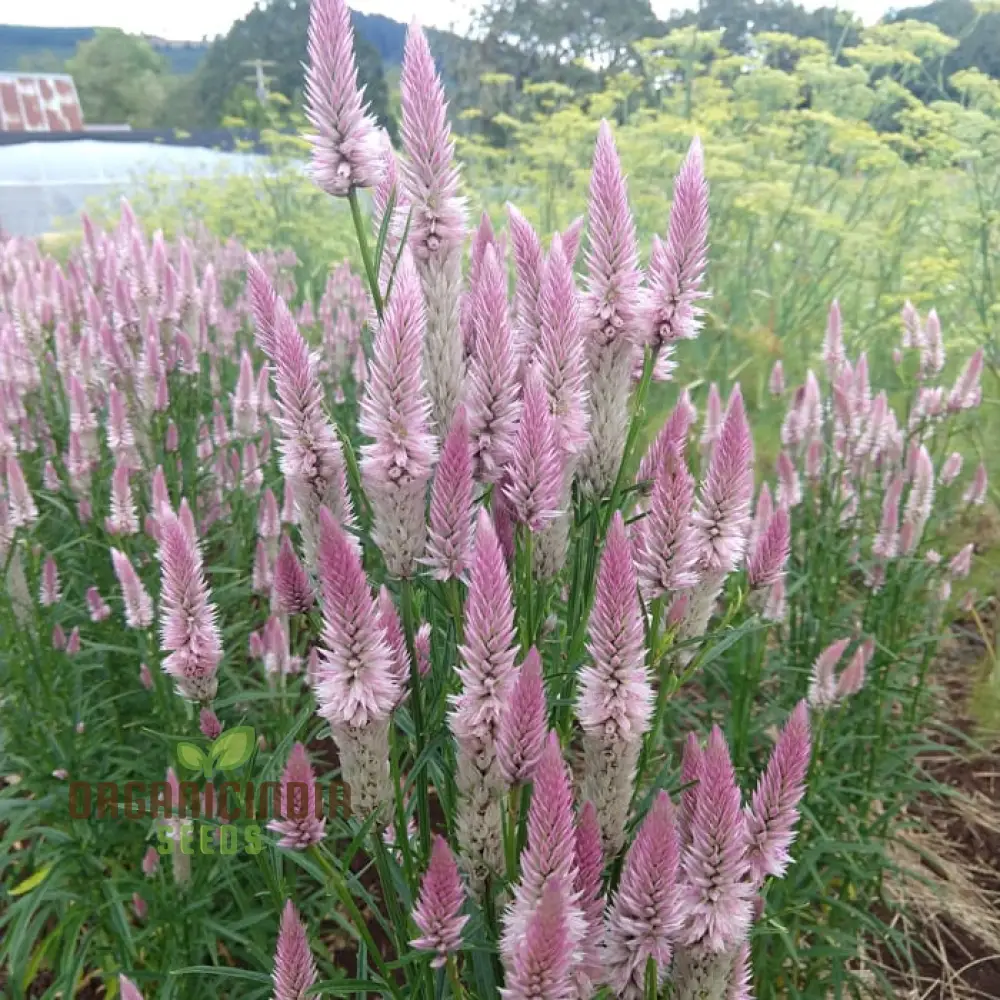 Celosia Spicata Sharon Seeds for Gardening - Vibrant Blooms for Your Garden, Ideal for Long-Lasting Color and Easy Growth - Image 2