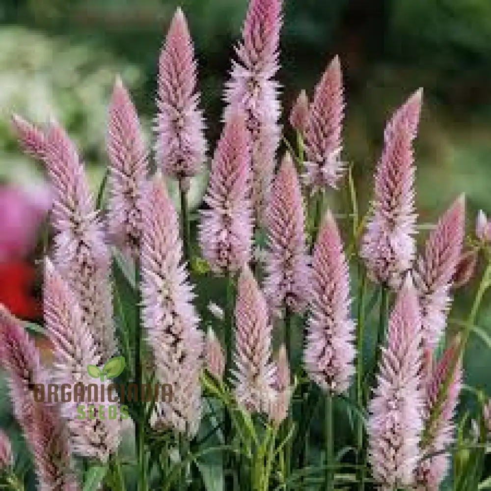 Celosia Spicata Sharon Seeds for Gardening - Vibrant Blooms for Your Garden, Ideal for Long-Lasting Color and Easy Growth - Image 3