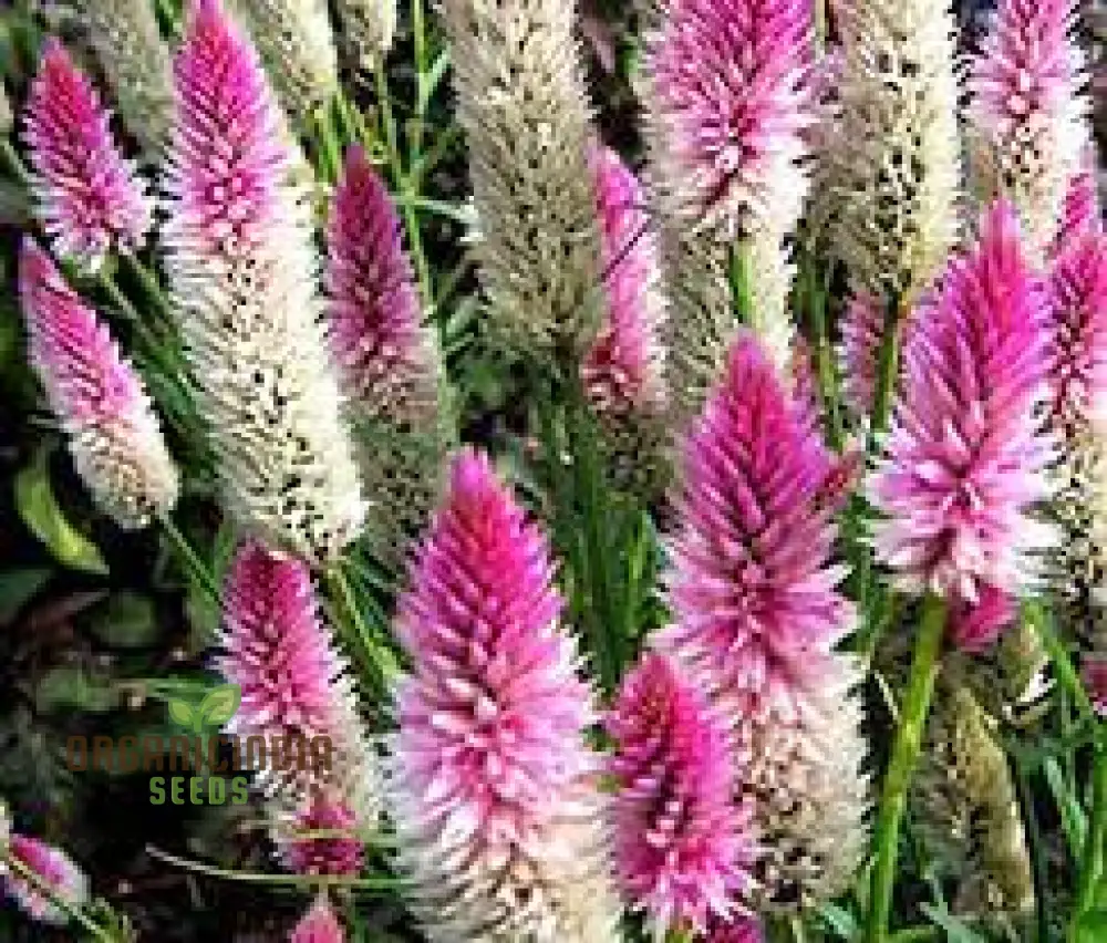 Celosia Spicata Sharon Seeds for Gardening - Vibrant Blooms for Your Garden, Ideal for Long-Lasting Color and Easy Growth - Image 4