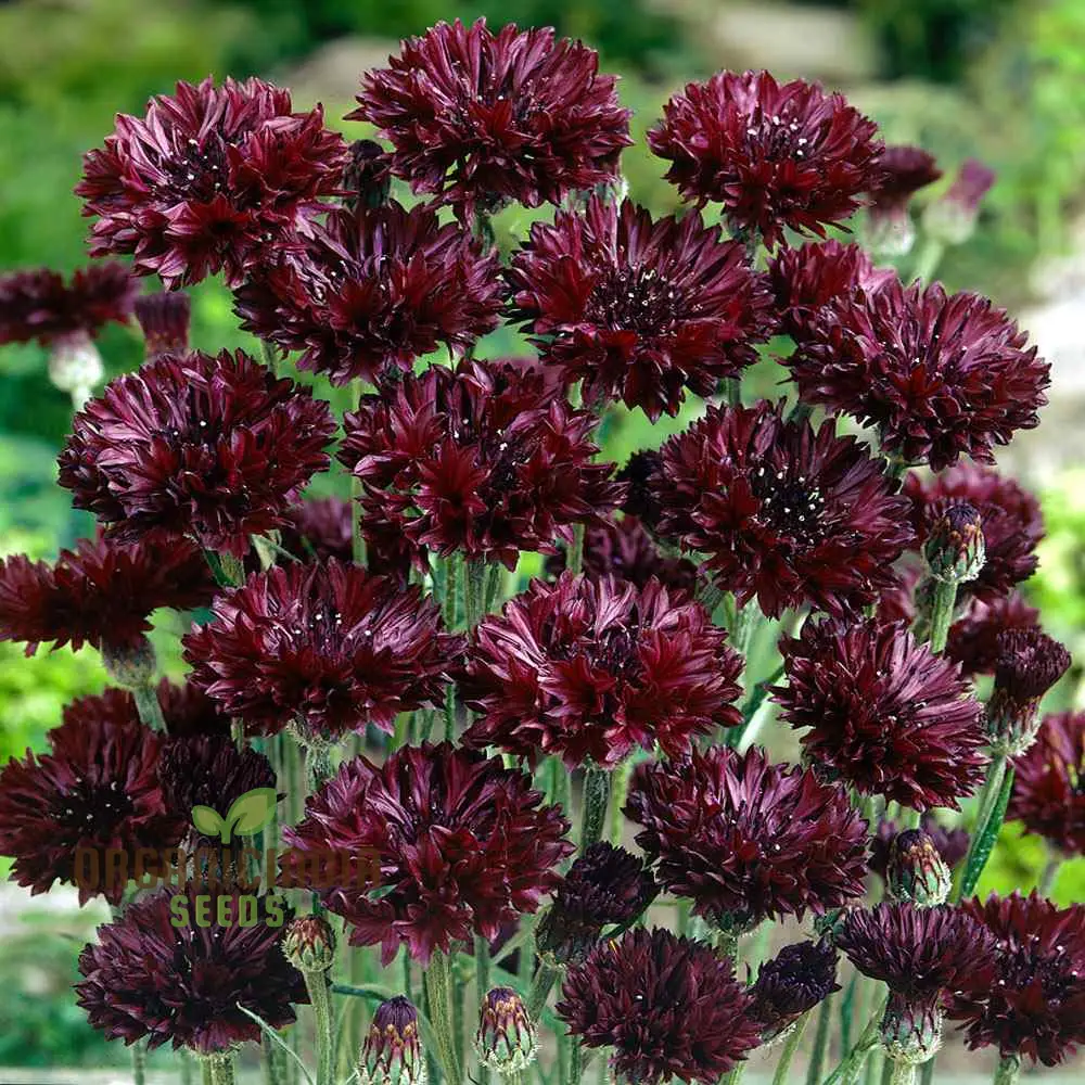 Centaura Cyanus 'Black Ball' Flower Seeds for Planting,  Premium Quality for Stunning Garden Blooms  Gardening - Image 3