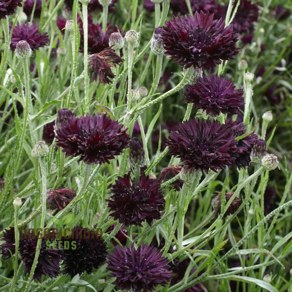 Centaura Cyanus 'Black Ball' Flower Seeds for Planting,  Premium Quality for Stunning Garden Blooms  Gardening - Image 4