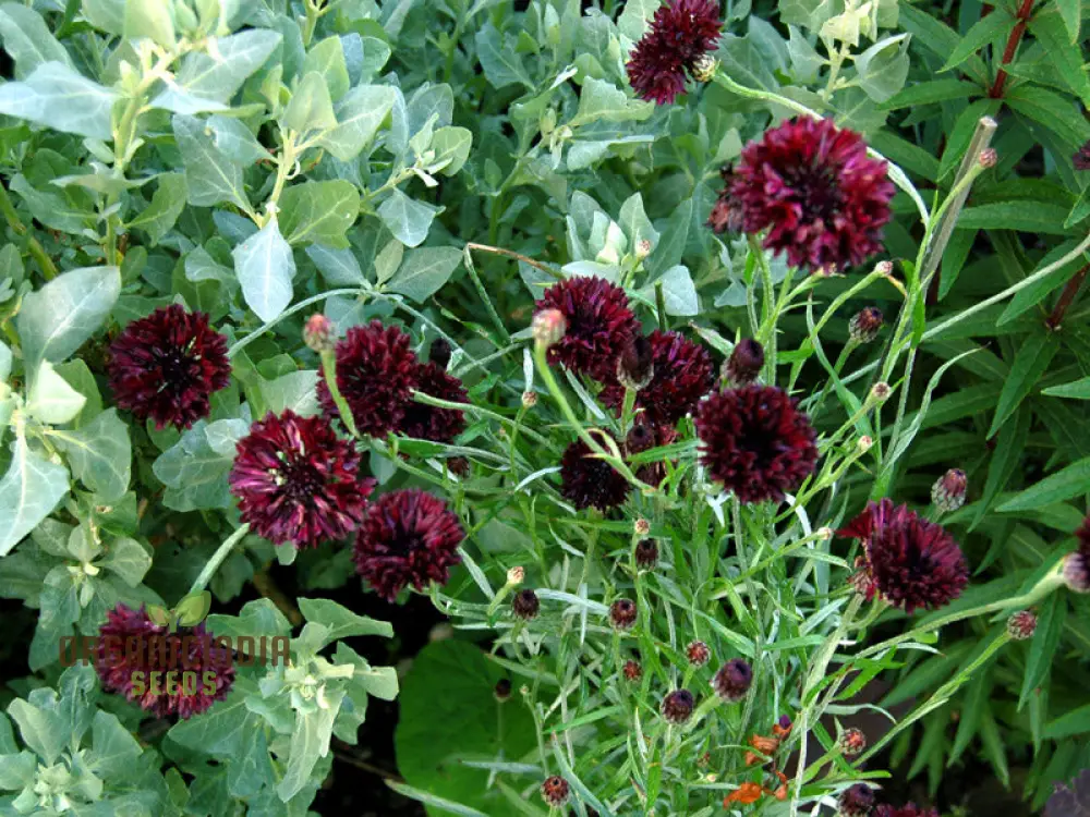 Centaura Cyanus 'Black Ball' Flower Seeds for Planting,  Premium Quality for Stunning Garden Blooms  Gardening - Image 5