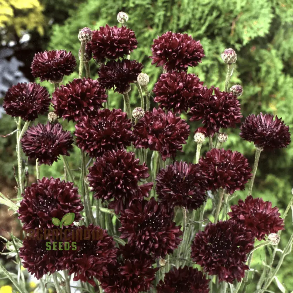 Centaura Cyanus 'Black Ball' Flower Seeds for Planting,  Premium Quality for Stunning Garden Blooms  Gardening - Image 6