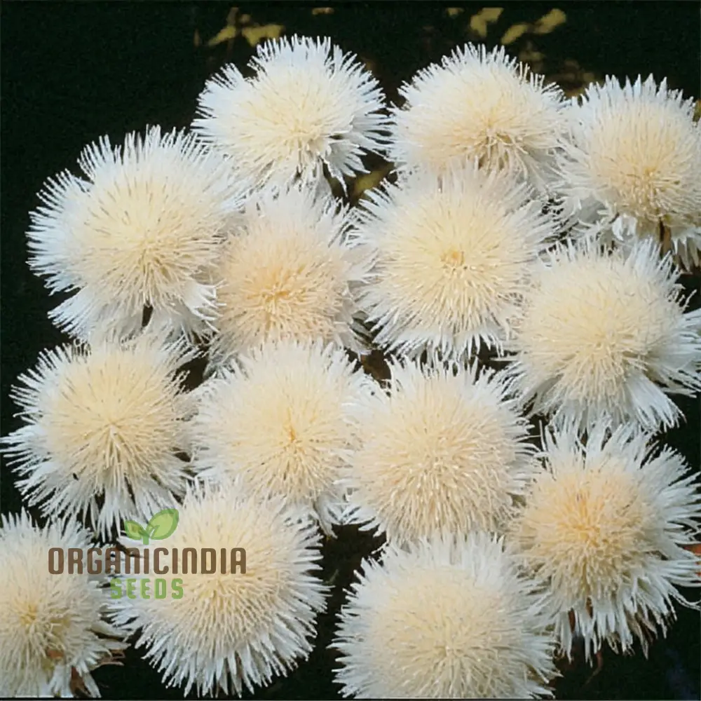 Centaurea Moschata White Flower Seeds, Premium Quality for Stunning Garden Blooms, Ideal for Gardening