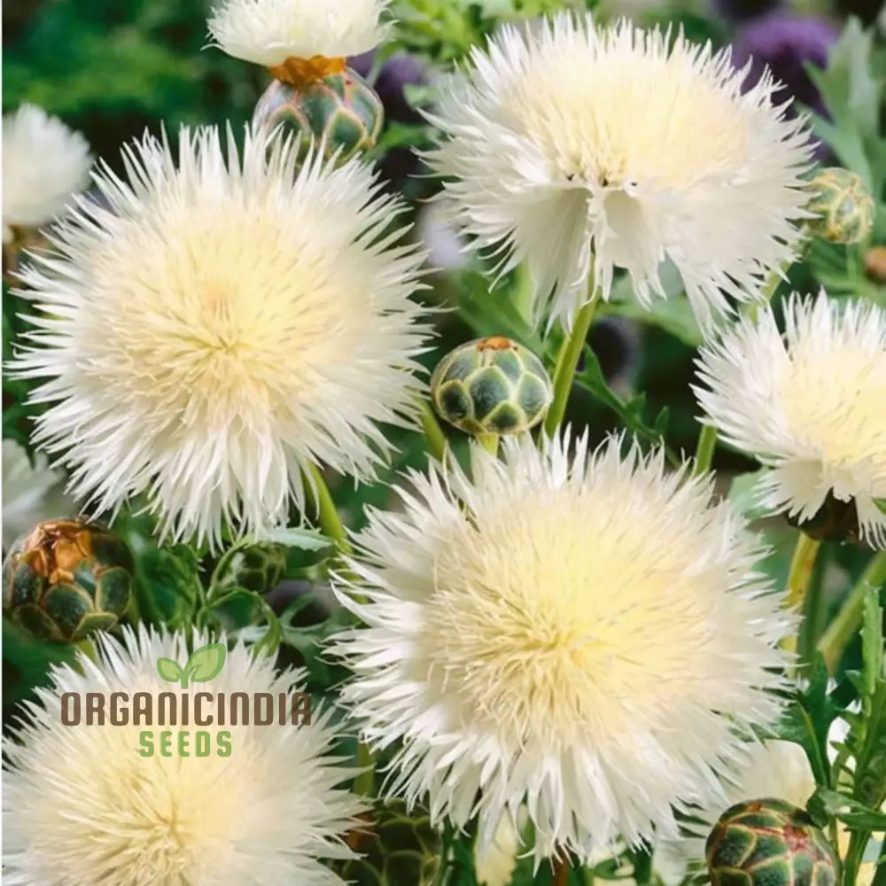 Centaurea Moschata White Flower Seeds, Premium Quality for Stunning Garden Blooms, Ideal for Gardening - Image 3