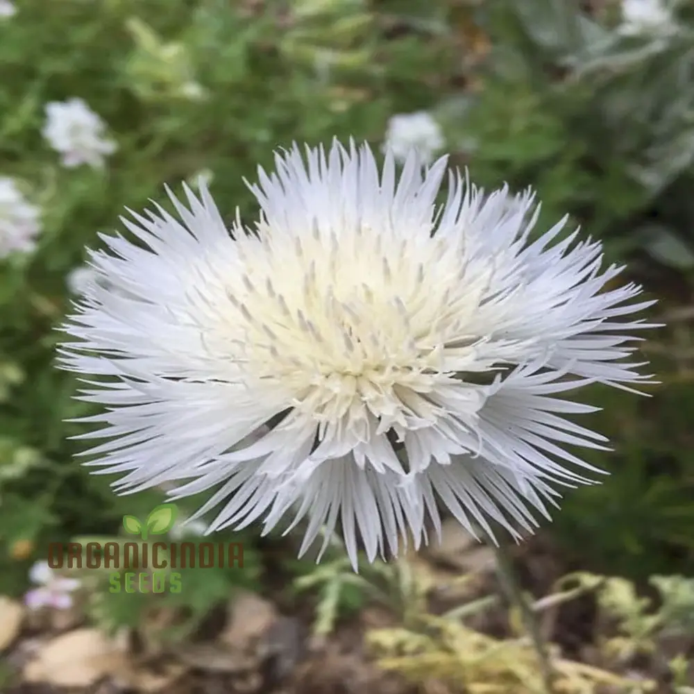 Centaurea Moschata White Flower Seeds, Premium Quality for Stunning Garden Blooms, Ideal for Gardening - Image 4