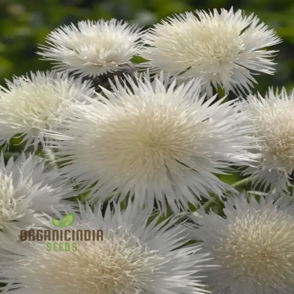Centaurea Moschata White Flower Seeds, Premium Quality for Stunning Garden Blooms, Ideal for Gardening - Image 5