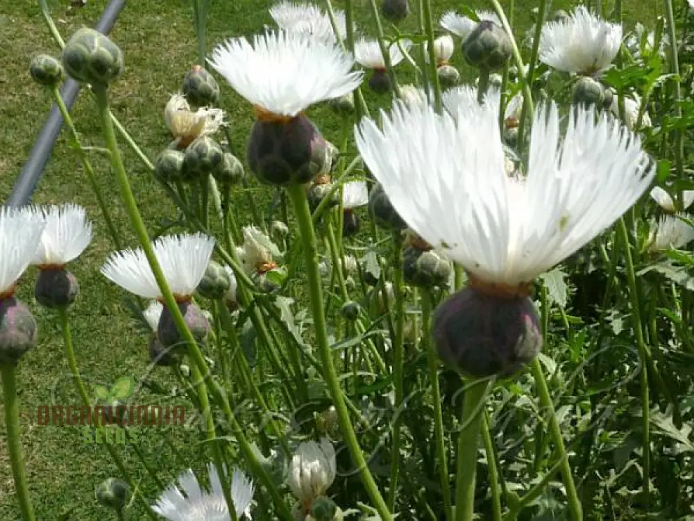 Centaurea Moschata White Flower Seeds, Premium Quality for Stunning Garden Blooms, Ideal for Gardening - Image 6