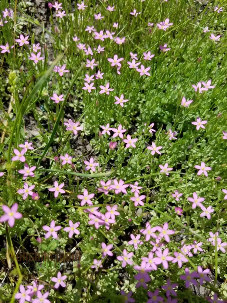 Centaurium Scilloides Seeds – Premium Wildflower Variety for Beautiful Garden Blooms